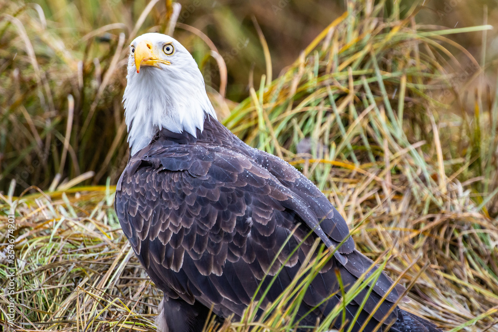 A Bald Eagle in British Columbia in Canada A Bald Eagle in British Columbia in Canada