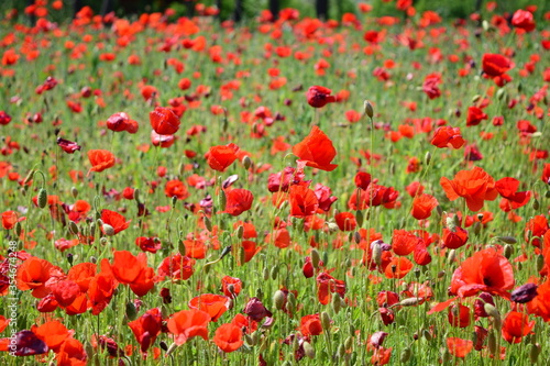 field of red poppies © 성임 장
