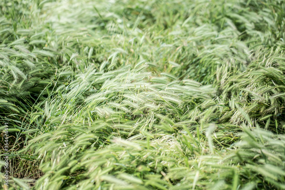 Green grass plant field moody atmosphere picture Green grass plant field moody atmosphere picture