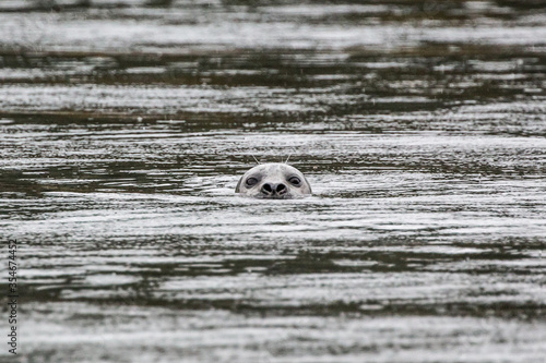 A common seal poking it's head out of the water in British Columbia, Canada