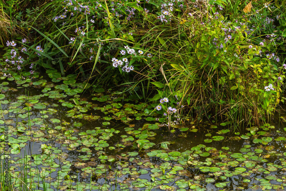 Water lilies of the Nature Reserve Isola della Cona, Italy Water lilies of the Nature Reserve Isola della Cona, Italy