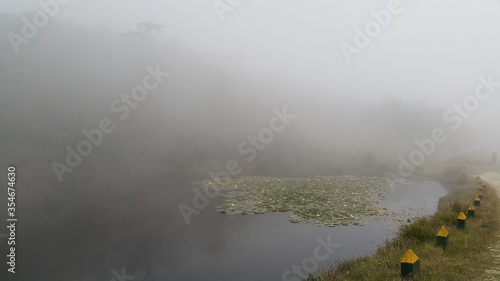 misty morning in the pond, water Lilly 