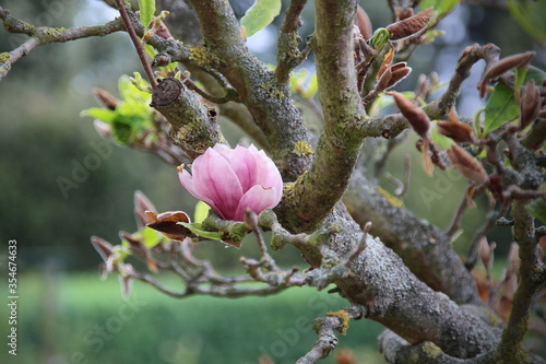 Magnolie - einzelne Blüte