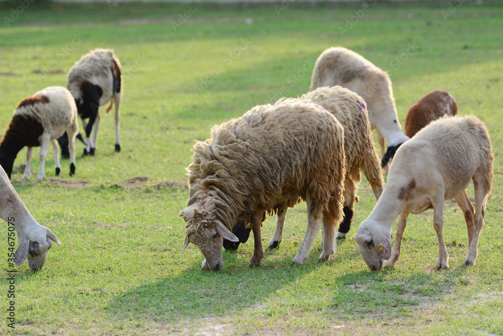 A flock of sheep eating grass
A flock of sheep eating grass