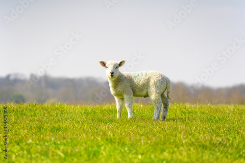 Young lamb isolated in field standing looking to camera. Perry Green, Much Hadham, Hertfordshire. UK