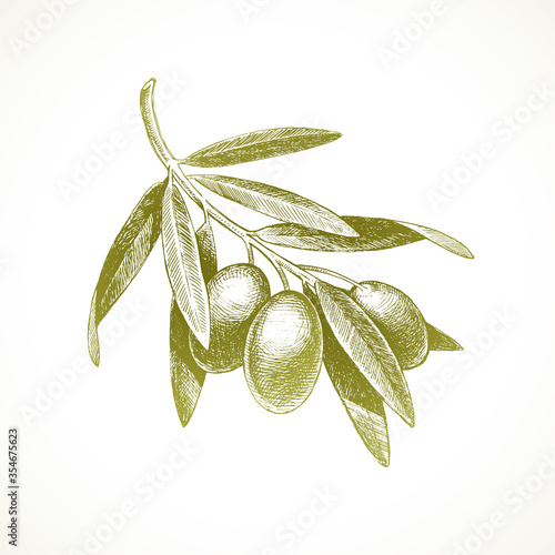 Hand drawn olive branch - Vector illustration.