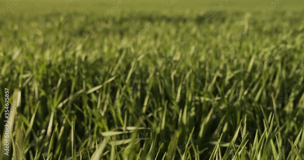 Greenfield in spring with wind Greenfield in spring with wind