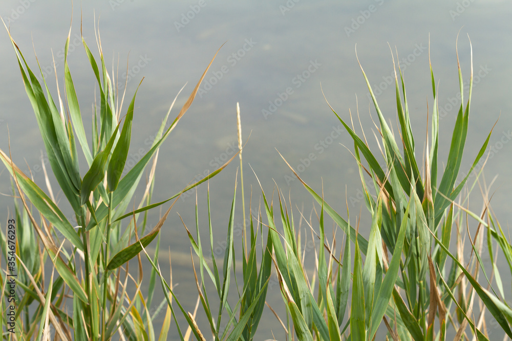 Water reeds along the river