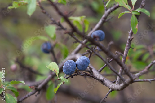 Details of a plum tree with ripe fruits