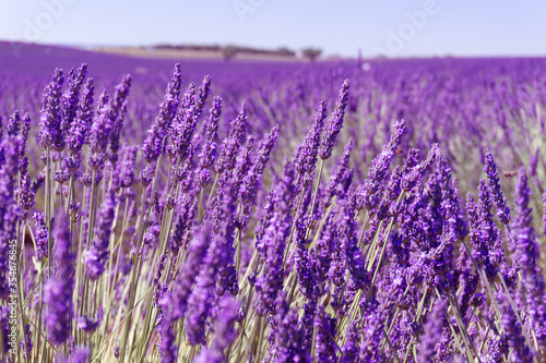 a field of lavanda in provence