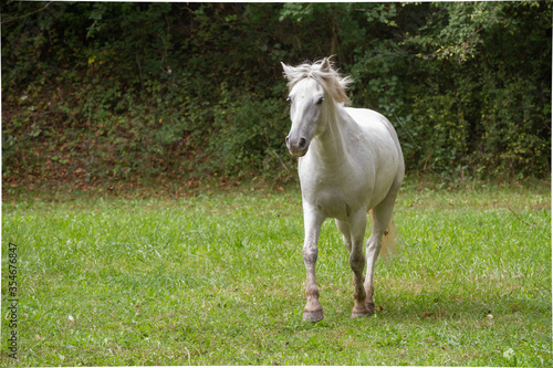White wild horse free in the nature