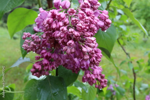 Lilac flowers after 2 days of rain 3