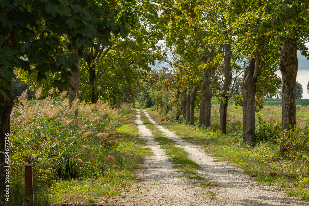 Fototapeta premium Countryside of the friuli Venezia Giulia, North Italy