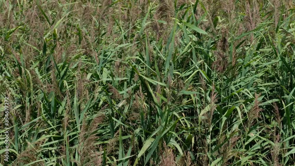 Reed grass in summer wind waving, Podlaskie Voivodeship, Poland, Europe Reed grass in summer wind waving, Podlaskie Voivodeship, Poland, Europe
