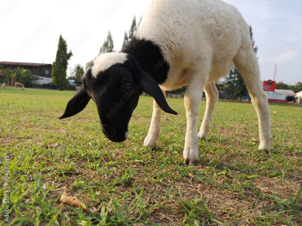 Sheep eating grass
