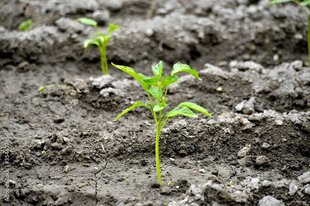 vegetable garden in spring image vegetable garden in spring image