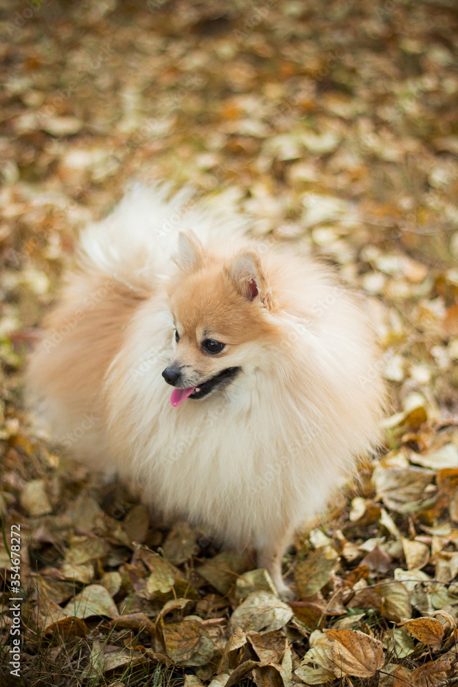 Fototapeta premium A dog of the Spitz breed walks in the autumn through the park in the fallen yellow foliage without a leash. Sniffs, looks around.