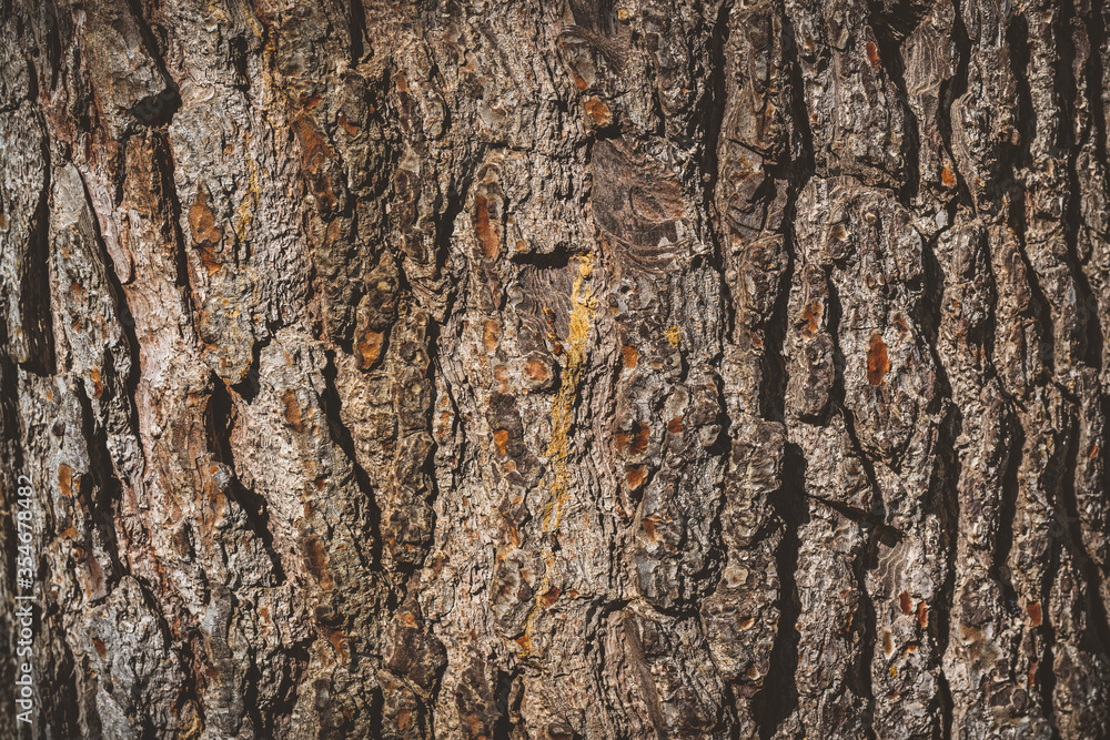 Naklejka premium Pine tree bark texture