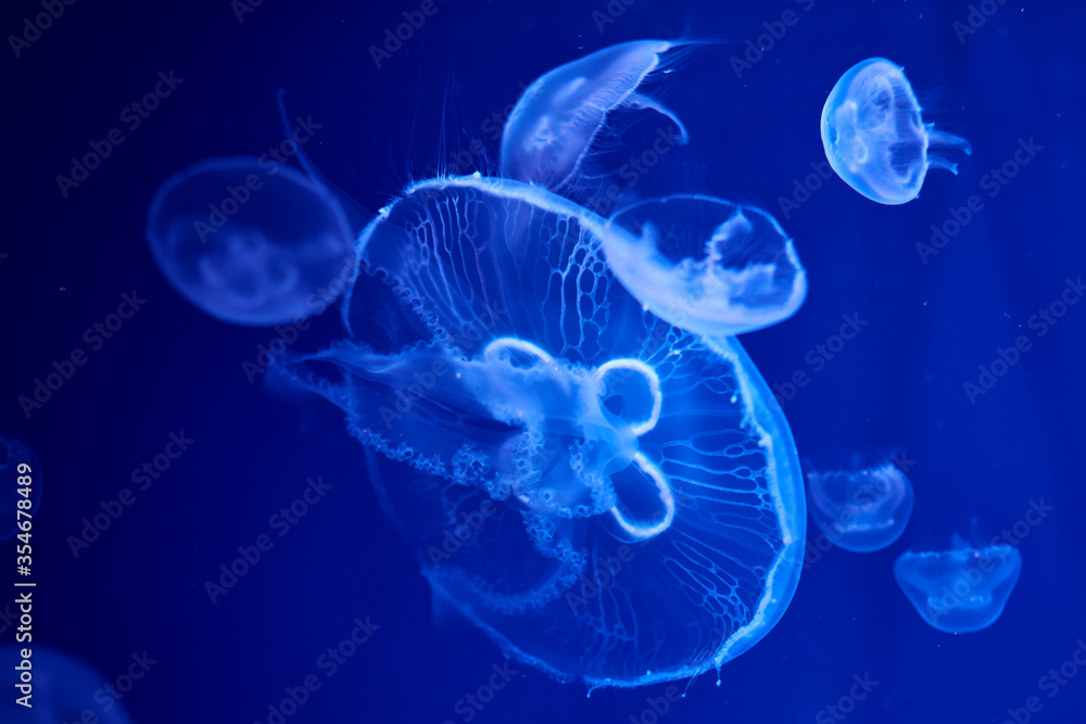 Fluorescent jellyfish on blue background, the ocean