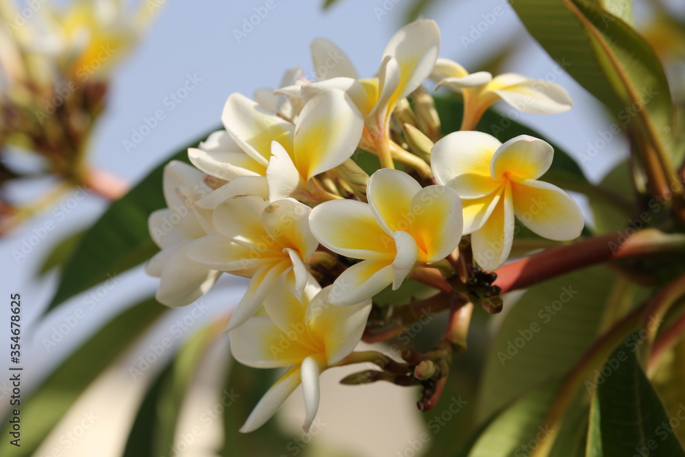 white magnolia flowers white magnolia flowers