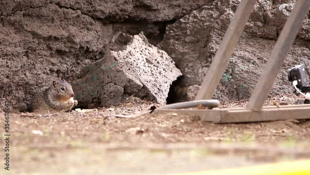 Family of rock squirrels living next to bicycle rack Family of rock squirrels living next to bicycle rack