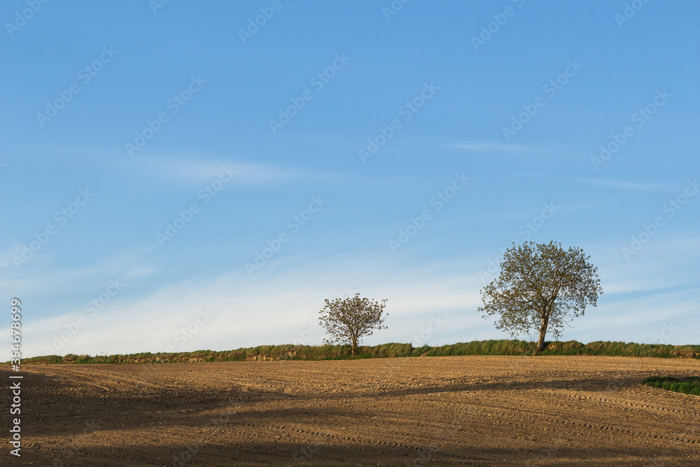 Countryside landscape ith two trees under the blue sky.