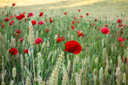 wild poppy flowers in a wheat field in navarra