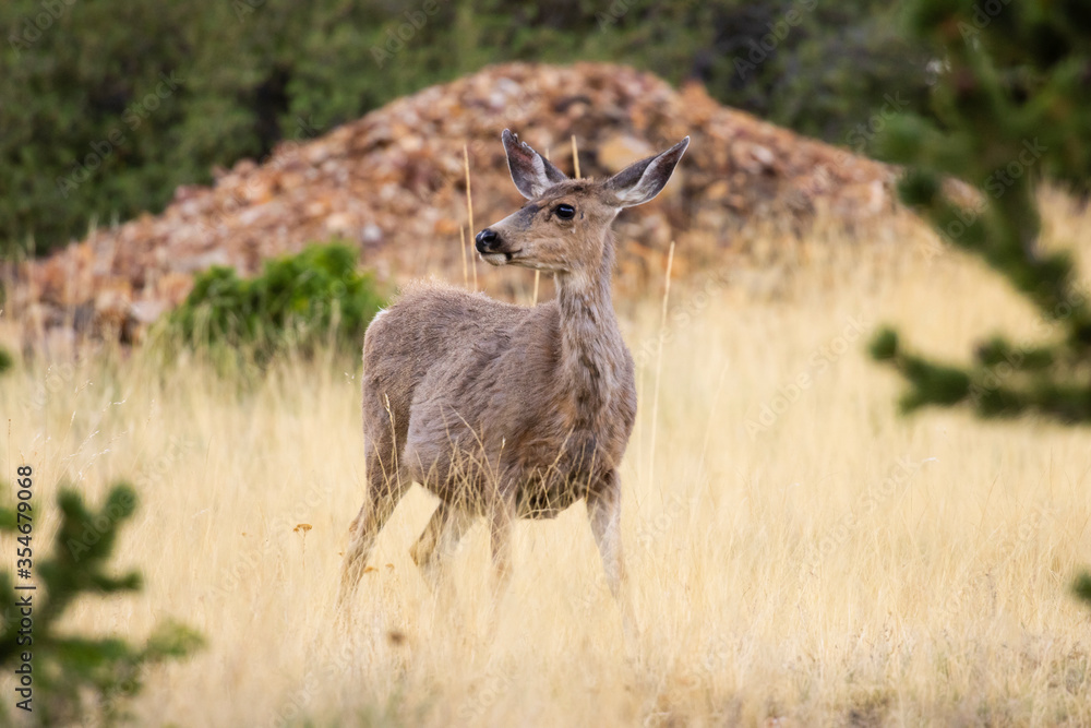 Fototapeta premium Morning Mule Deer