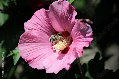 Hummel sammelt Pollen auf Hibiskus