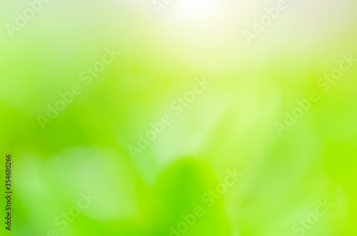 closeup green plant leaf nature fresh abstract greenery blur bokeh background with copy space in garden use for backdrop or wallpaper.