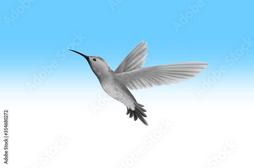 flying bird with colorful background