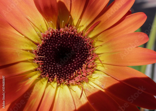 Summer flowers from my garden in Scotland 