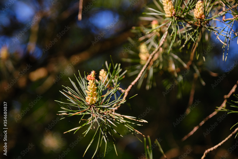 Fototapeta premium Young fresh pine cones on a branch in the sun and green pine needles on dark background.