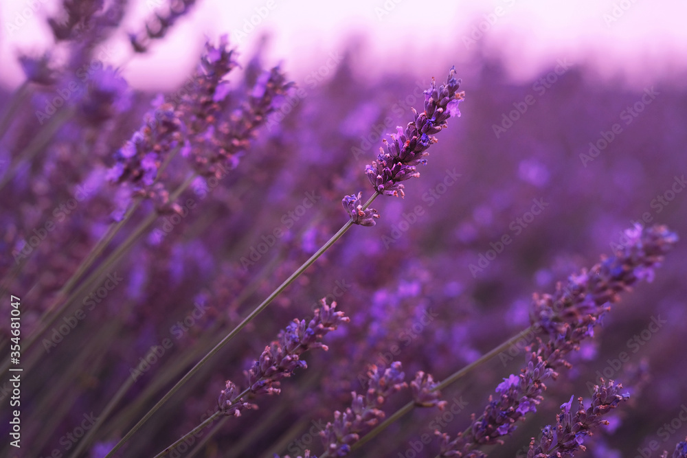 Fototapeta premium Violet lavender field at soft light effect for your floral background on horizontal web header or banner. Summer season in Provence - fresh lavanda flowers at pastel colors of ultraviolet tone.