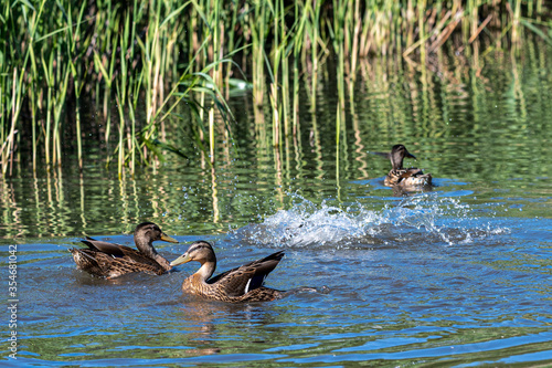 Young mallard ducks splashing water