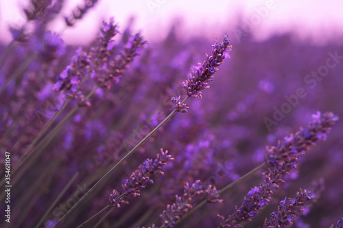 Violet lavender field at soft light effect for your floral background on horizontal web header or banner. Summer season in Provence - fresh lavanda flowers at pastel colors of ultraviolet tone.