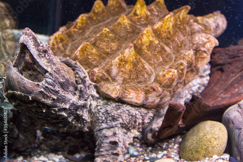 The alligator snapping turtle is lying on the bottom with its head up and its mouth open