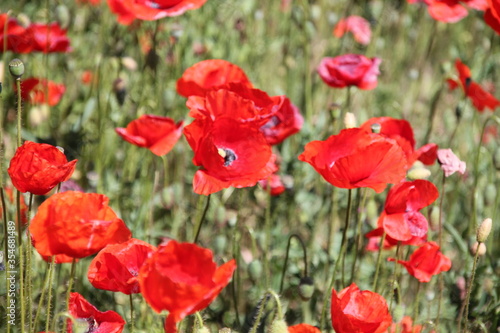 Mohn / poppy