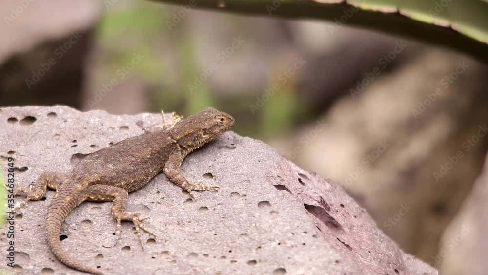 Spiny lizard hanging around the volcanic rock under the Mexican sun Spiny lizard hanging around the volcanic rock under the Mexican sun