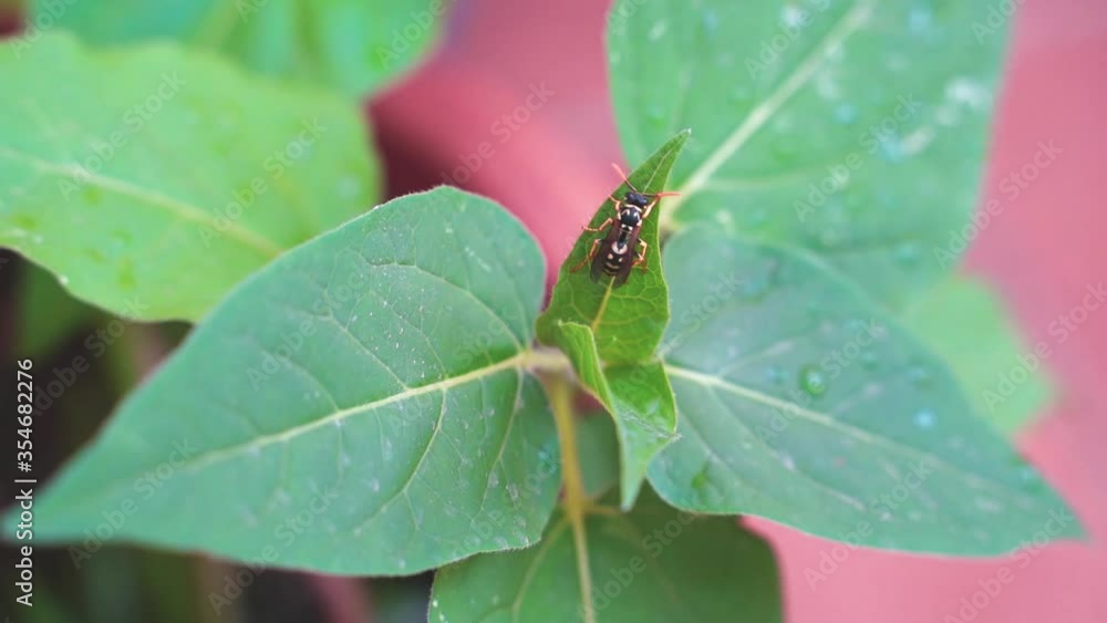 wasp on a leaf