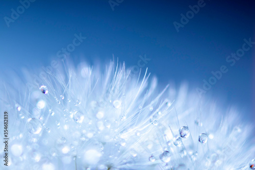 Fototapeta Naklejka Na Ścianę i Meble -  Soft focus on dandelion flower, closeup, abstract blue background