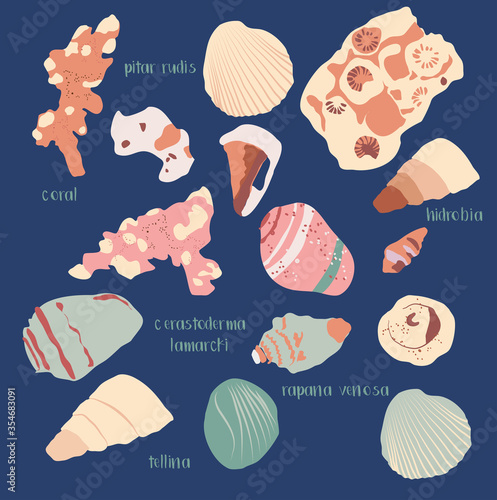 Hand drawn vector ocean set trendy illustration with corals and different seashells in minimalistic pastel colors.Hidrobia, coral, cerastoderma lamarcki, rapana venosa, tellina for poster or cafe menu