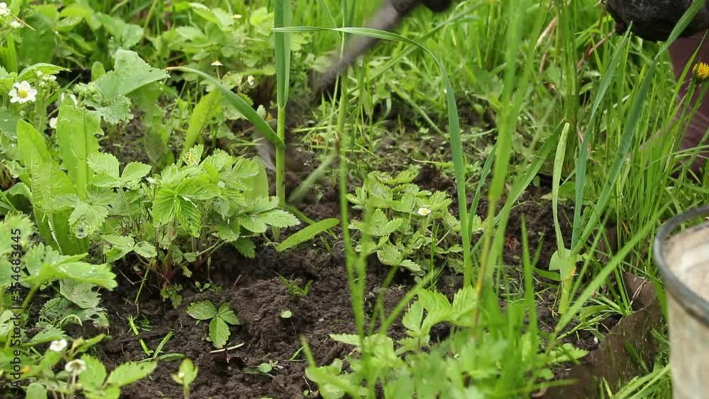weeding the raised beds in the garden. care for flowers and strawberries. cleaning of weeds and grass weeding the raised beds in the garden. care for flowers and strawberries. cleaning of weeds and grass
