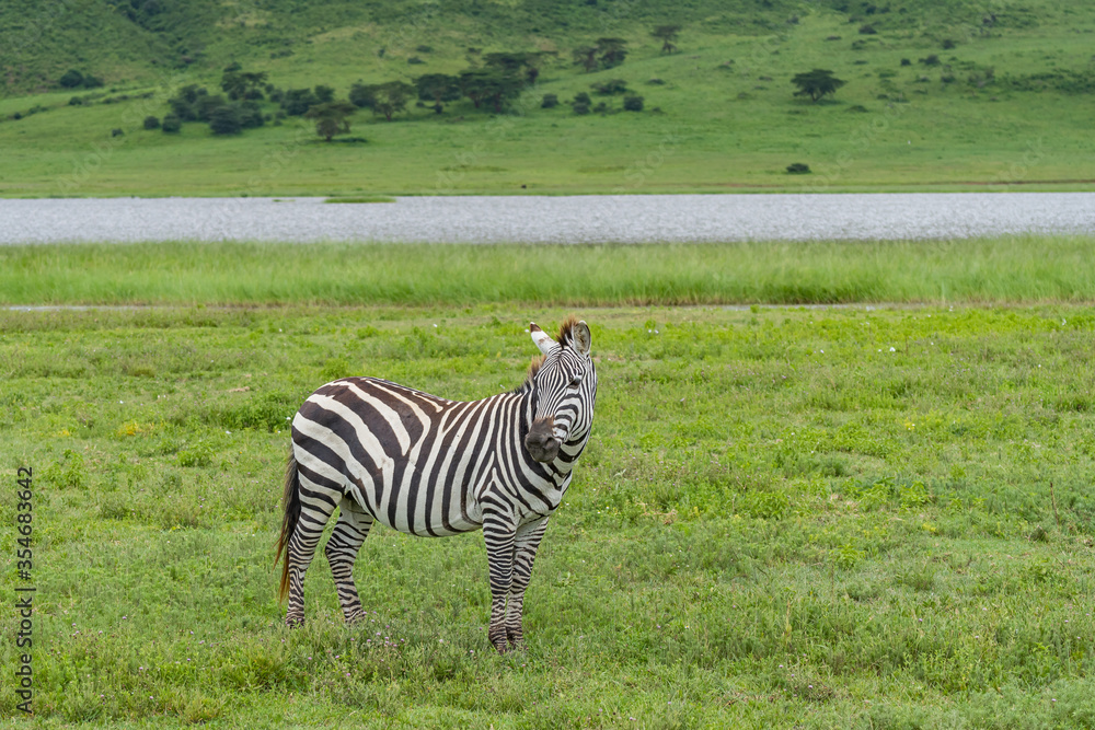 Close Up from a Zebra staying at the Ngorongoro Conservation Area Close Up from a Zebra staying at the Ngorongoro Conservation Area