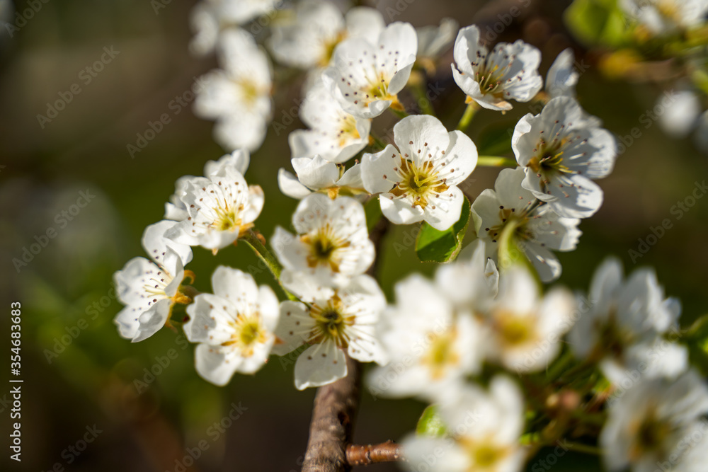 Pear tree flower on a branch in springtime