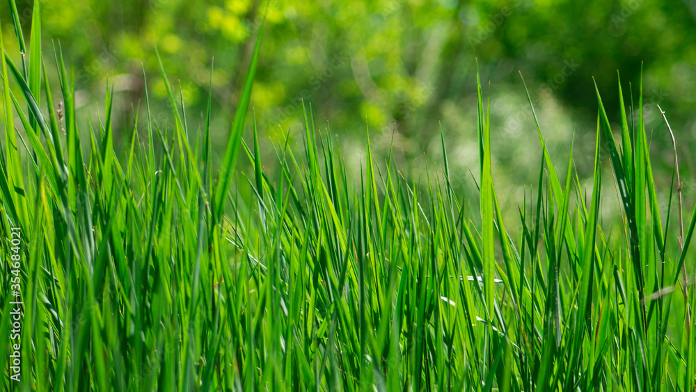 Green grass in the spring sun. Green grass in the spring sun.