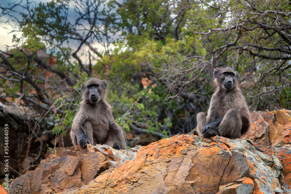 Two young chacma baboons (Papio ursinus) sit on a colorful desert rock,  staring away from each other into the distance the desert scrub and stormy sky out of focus in the background