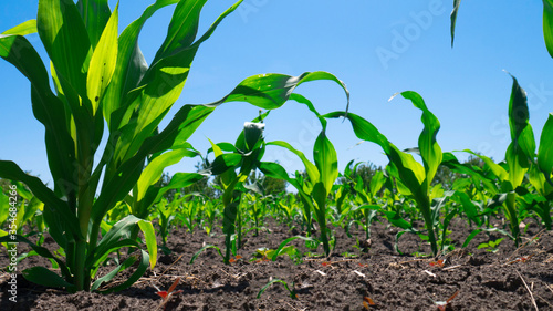 Young corn on a cornfield on a sunny day.