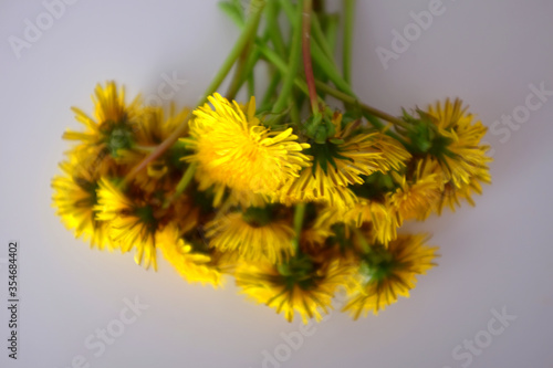Bouquet of yellow dandelions on a white background