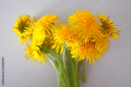 Bouquet of yellow dandelions on a white background